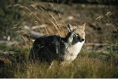 第三人称射击《Xenocider》公布 明年登陆全平台